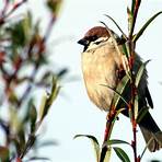 Old World sparrow wikipedia1