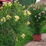 oleander bush1