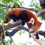 red panda facts4