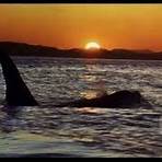 where can i watch free willy for free3