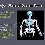 skeleton - movement and location ppt powerpoint1