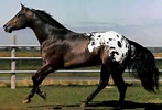 ... black appaloosa horse black appaloosa horse beautiful black appaloosa