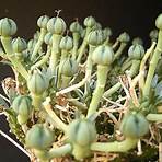 Where do Euphorbiaceae occur?4
