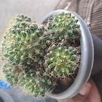 cactus fotos4