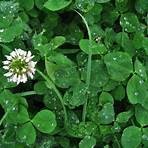 What is the difference between a shamrock and a clover?2