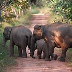 Asian Elephant wikipedia5