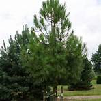 "Pinus pinaster"4