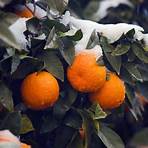 Orange Winter1