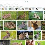 image search engines4