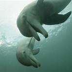 when did the first marine mammals evolve into two people3