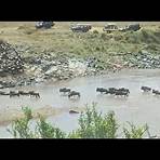 The Wildebeest Migration film2