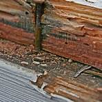 what does morbilliform look like termites texas a 2 hour time2