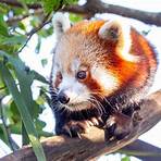 red panda facts1