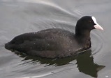 Soap opera in the marsh: Coots foil nest invaders, reject ...