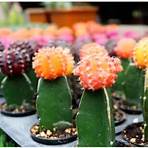 diferentes tipos de cactus y sus nombres1