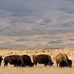 where do buffalo live in north dakota today2