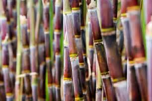 Preservação do Solo na cultura da cana de açúcar