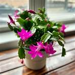 Where does the false Christmas cactus come from?4