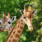 giraffe bilder2
