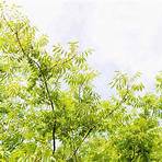 what does phalangium mean in plants vs trees pros and cons facts1