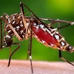 aedes aegypti mosquitoes wikipedia1