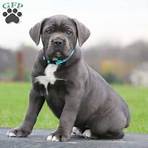 cane corso puppies for sale cheap4