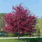 what is the meaning of lenoir tree in greek culture3