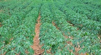 Cassava Cultivation Information Guide | Agrifarming.in