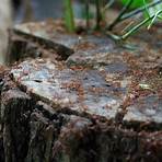 what kind of wood can termites live in a yard of grass lawn control2