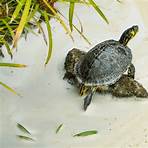 schildkröten neuseeland5