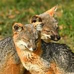Foxes2