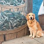 Can dogs swim in Chesapeake Bay?1