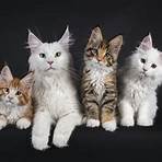 maine coon cats2