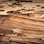 what do termites look like when they swarm2