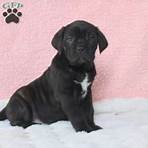 cane corso puppies for sale cheap1