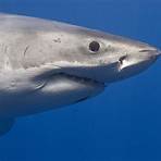 weißer hai lebenserwartung3