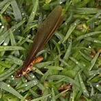 what kind of wood can termites live in a yard of grass lawn control3