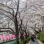 japan cherry blossom festival2