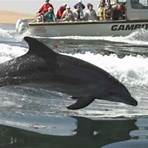 whale watching namibia3
