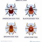 fleas and ticks wikipedia4