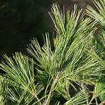 pine tree seedlings for sale3