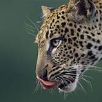 amur leopard wikipedia3
