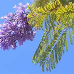 Are there different types of Jacaranda mimosifolia?4