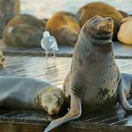 is the magnificent mile close to the navy pier san francisco sea lions2