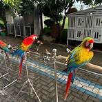 exotic birds for sale near me1