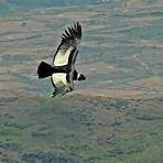 is the andean condor endangered3