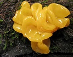 Witch's butter | Shrooms | Pinterest