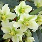 Why is it called a Christmas rose?3