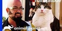Cat and Dog at War Learn To Get Along | My Cat From Hell (Full Episode)