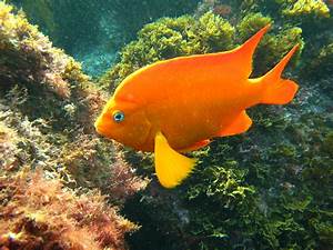 Description Garibaldi fish.jpg